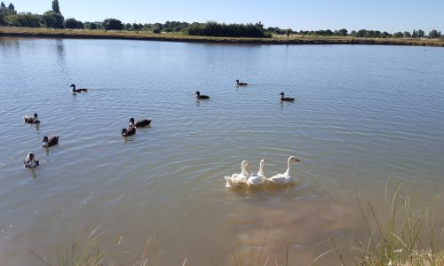 Les oies et les canards